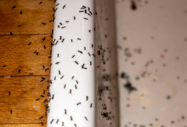 Best Termite Control Services  in Mosheim, TN